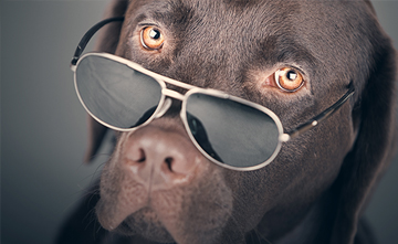 Keep Your Pets Cool and Safe This Summer - Fifty-Five Plus Magazine