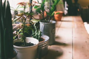A small plant pot displayed in the window