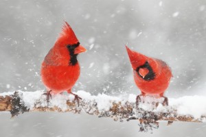 Male Northern Cardinals.
