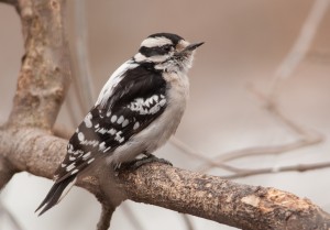Downy Woodpecker.