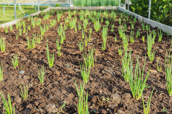 edible gardening