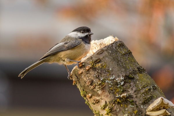 birding