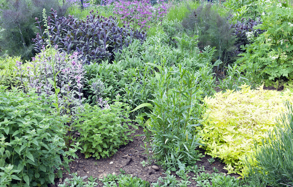 herbs