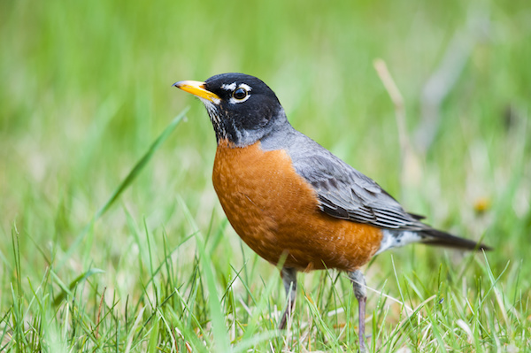 birding
