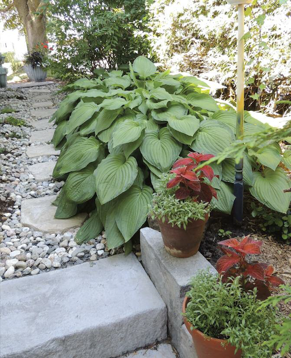garden