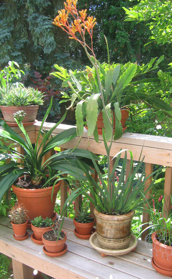 houseplants