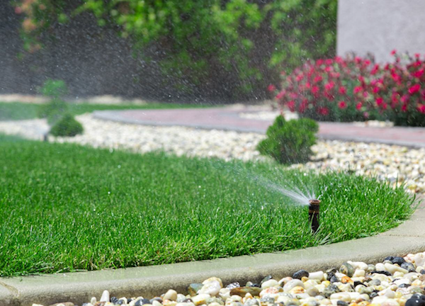 grass