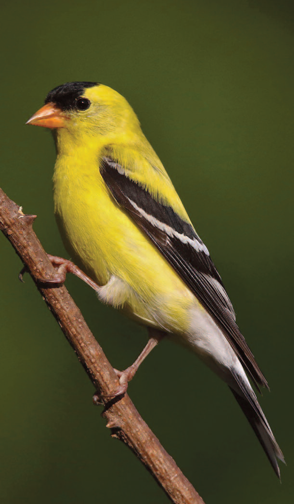 songbirds