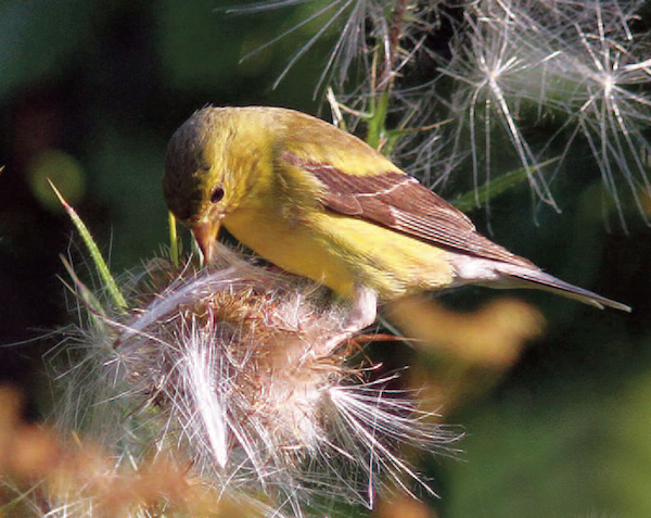 songbirds