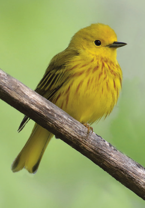 Yellow warbler, male.