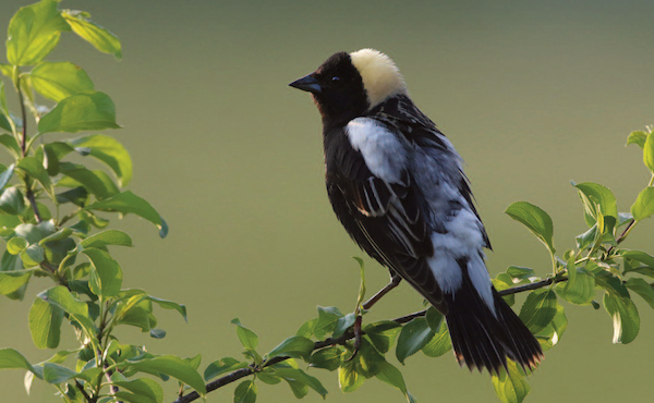 songbirds