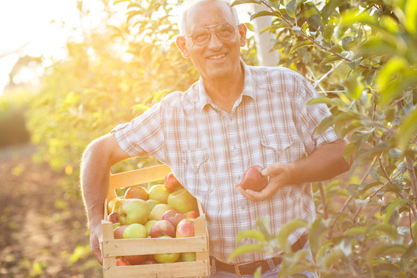 apples