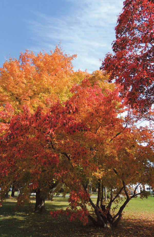 autumn