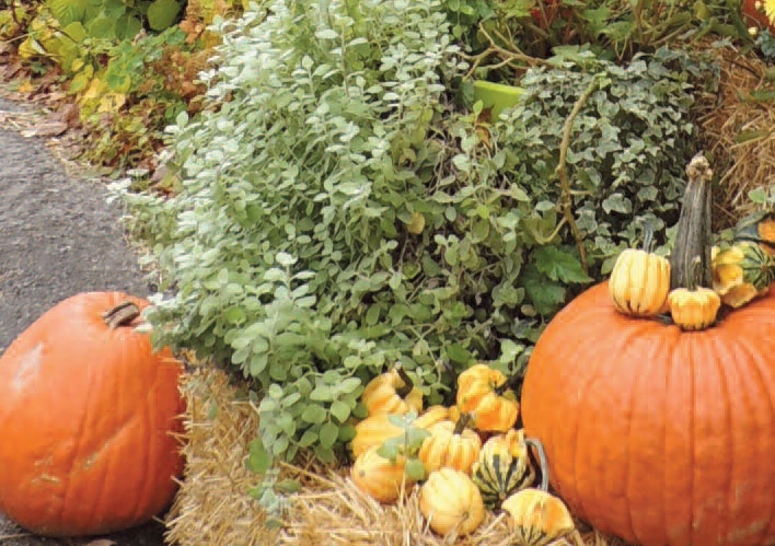 autumn
