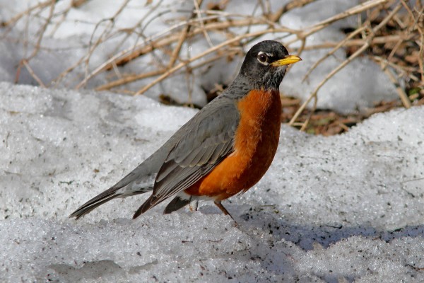 Birds