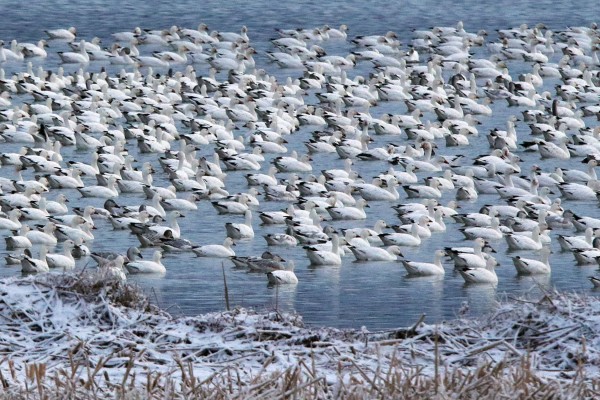 Birds