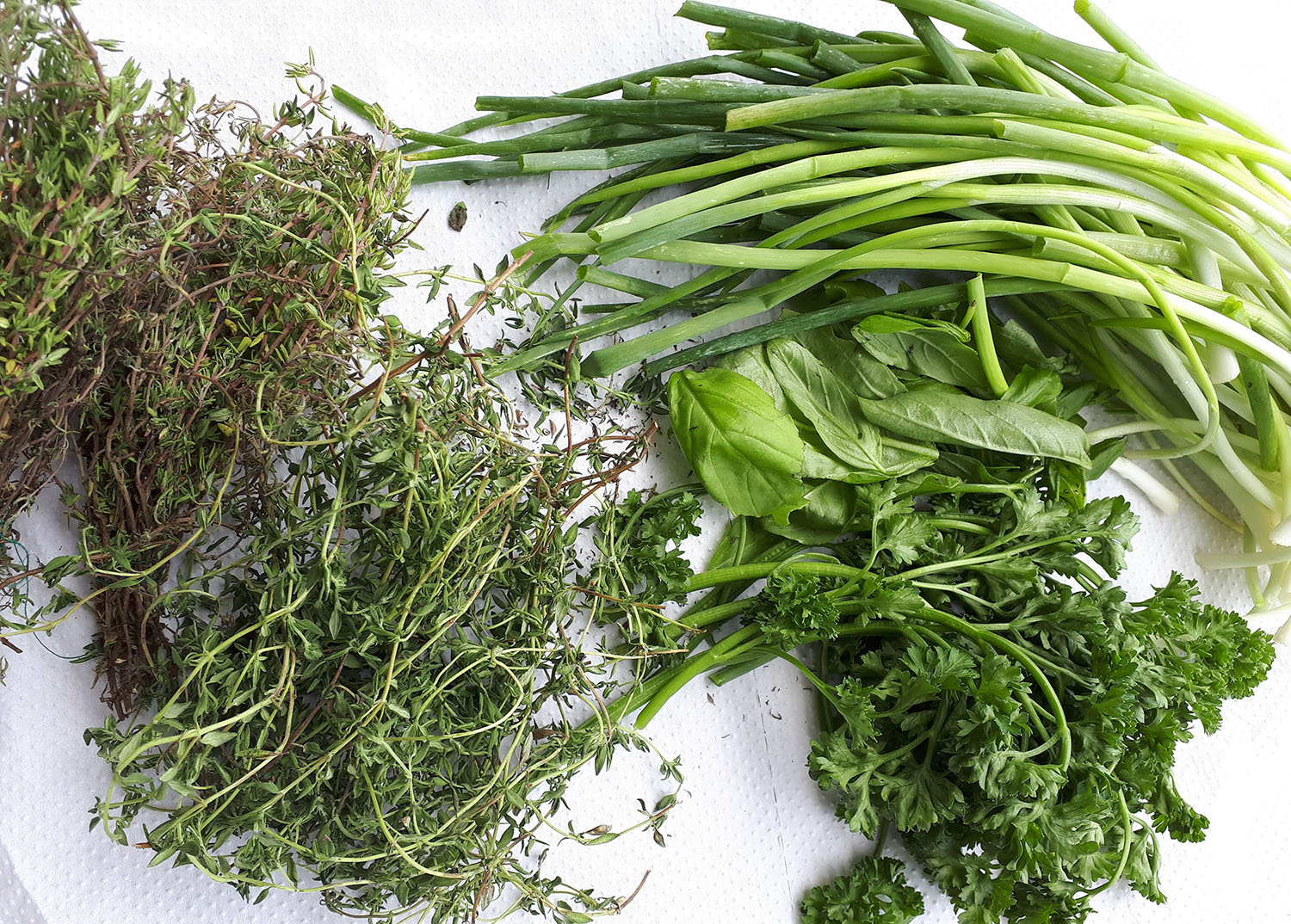 How to Dry Herbs FiftyFive Plus Magazine