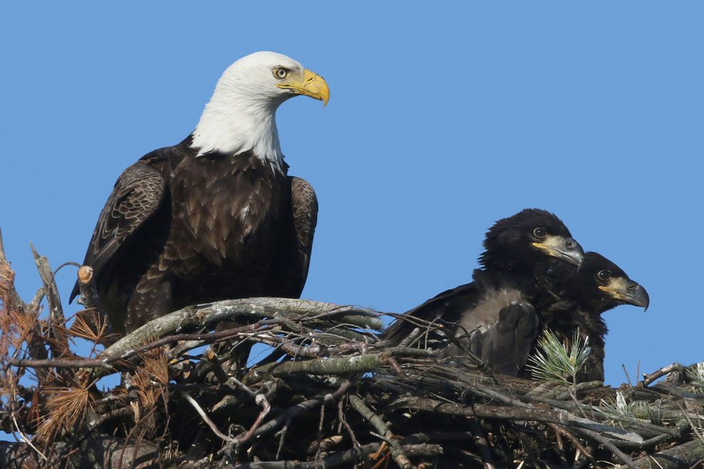 Growing Up Fast FiftyFive Plus Magazine