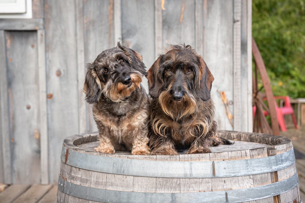 Pups welcome guests at Long Dog Winery.